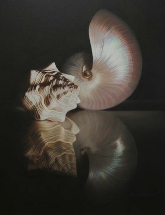 Framed Pearl Nautilus Print