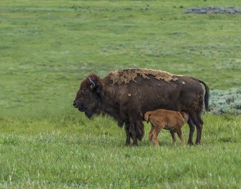 Framed Baby Bison Nursing Print