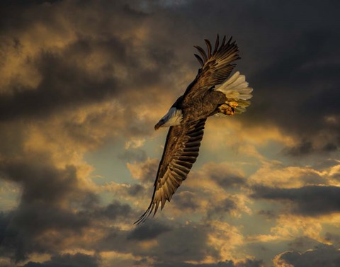 Framed Bald Eagle at Sunset Print