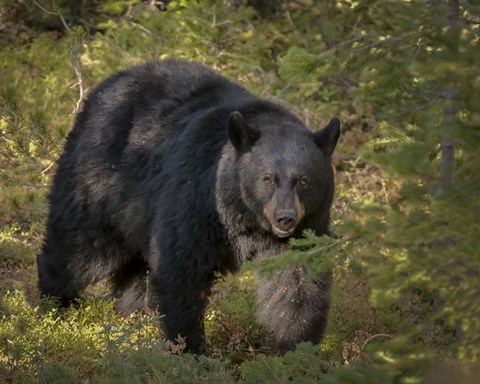 Framed Black Bear Sow Print