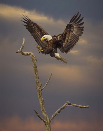 Framed Eagle Landing on Branch Print