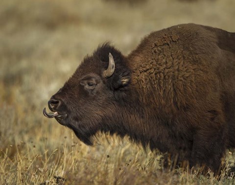 Framed Yellowstone Bison Tongue Out Print