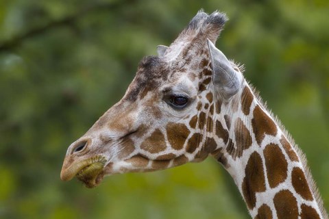 Framed Giraffe Portrait Print