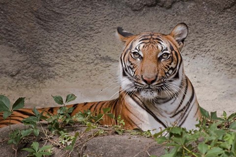 Framed Malayan Tigress Print