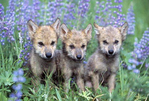 Framed Three Furry Puppies in Lilac Field Print
