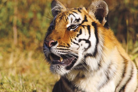 Framed Tiger Head in Forest Print