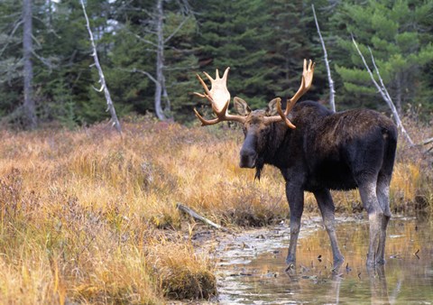 Framed Moose in Swampland Print