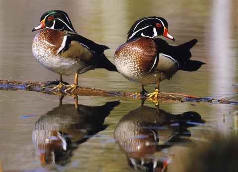 Framed Identical Birds in Water Print