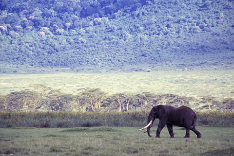 Framed Lone African Elephant Print