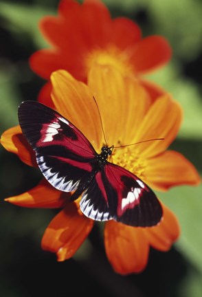 Framed Red and Black Butterfly Print