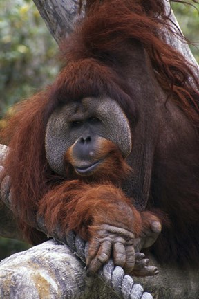 Framed Close Up of Orangutang Print