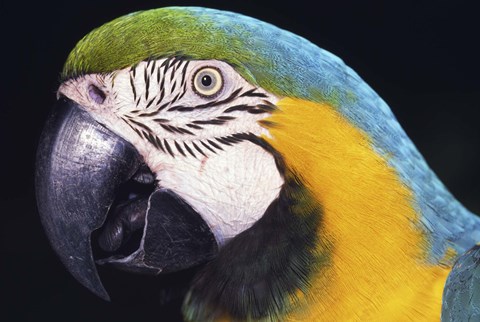 Framed Close Up of Macaw Print