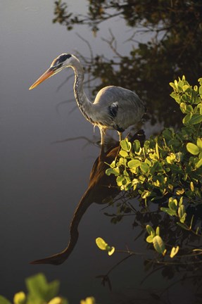 Framed Heron Perched in Tree Print
