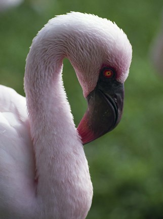 Framed Close Up of Flamingo Print