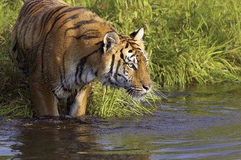 Framed Tiger Stepping into Water Print