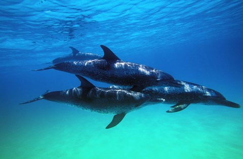 Framed Bottle Nosed Dolphins Under Water Print