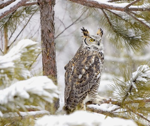 Framed Owl in a Snowy Tree Print