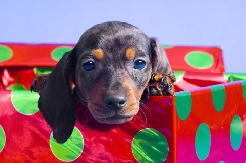 Framed Blue Eyed Puppy in Christmas Box Print