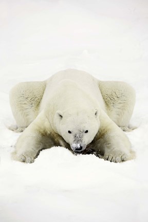 Framed Polar Bear Crouching in Snow Print
