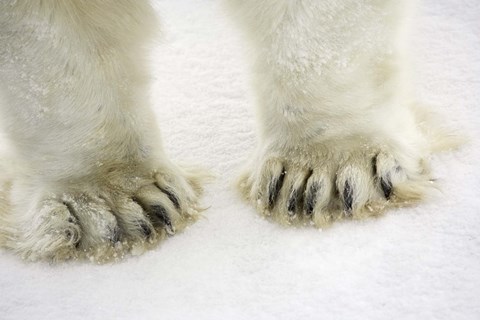 Framed Polar Bear Paws Print
