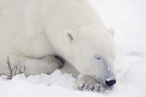 Framed Sleeping Polar Bear Print