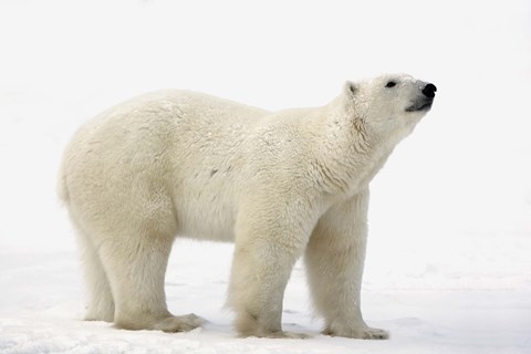 Framed Full Body Shot of Polar Bear Print