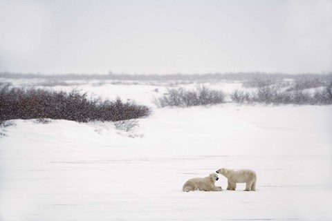 Framed Polar Bears Laying in Snow Print