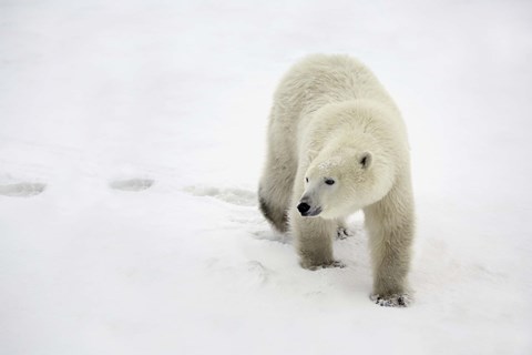 Framed Polar Bear Traipsing through Snow Print