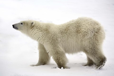 Framed Polar Bear Looking For Food Print