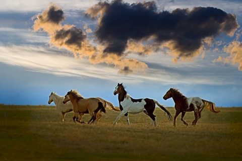Framed Stallions Galloping through Field Print