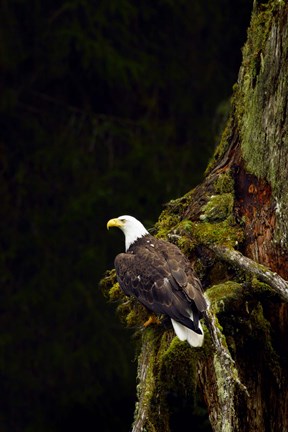 Framed Eagle Perched on Branch Print