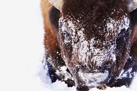 Framed Bison&#39;s Snow Covered Face Print