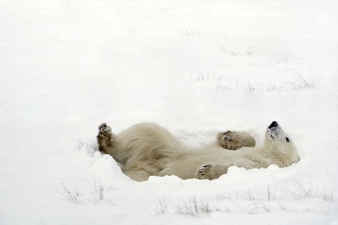 Framed Polar Bear Laying on Back in Snow Print