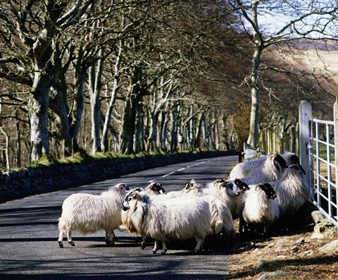 Framed Rams in the Countryside Print