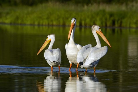 Framed Pelicans In Water Print