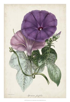 Framed Plum Morning Glory Print