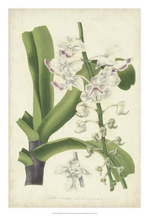 Framed Orchid Delight IV Print