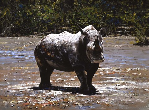 Framed White Rhino Print
