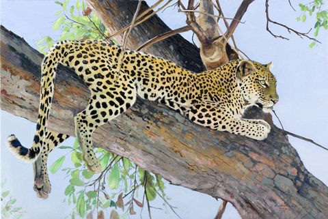Framed Leopard Lookout Print