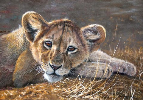 Framed Young Lion Resting Print