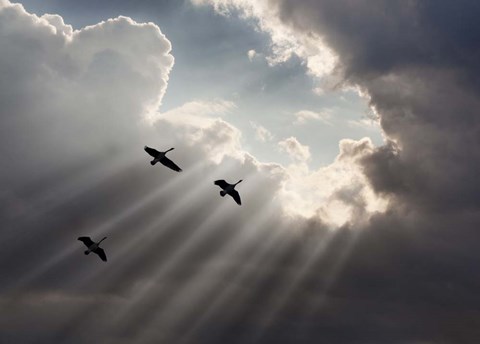 Framed Flying on Sunbeams, Macinaw Island, Michigan 10 Print