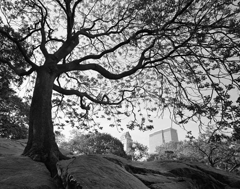 Framed Central Park #1, New York, New York 05 Print