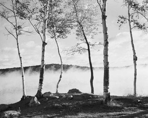Framed Birch Trees &amp; Mist Print