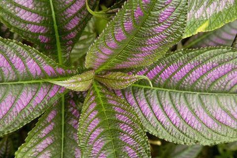 Framed Persian Shield Leaves, Ann Arbor, Michigan 13 Print