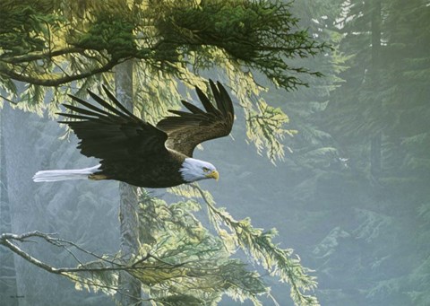 Framed Forest Flight / Eagle Print