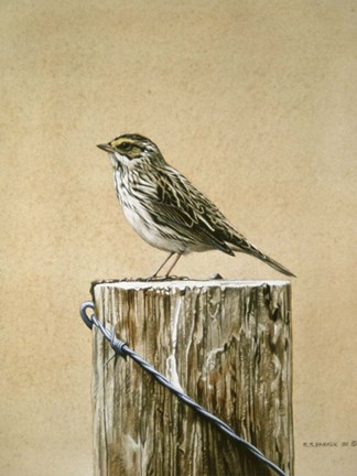 Framed Savannah Sparrow Print