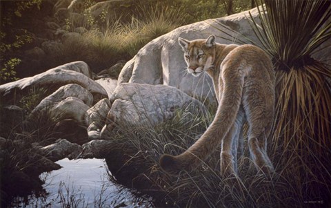 Framed Creekside Cougar Print