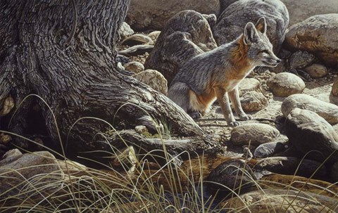 Framed Desert Respite- Kit Fox Print