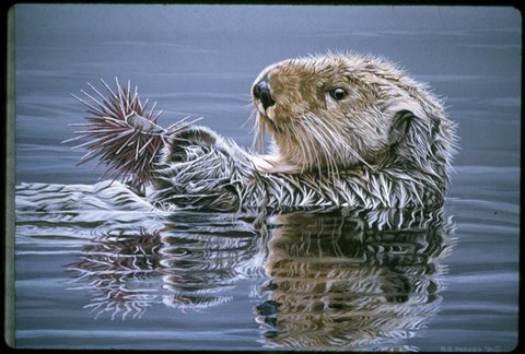 Framed Sea Otter With Urchin Print