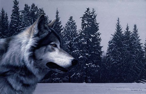 Framed Gray Wolf Portrait Print
